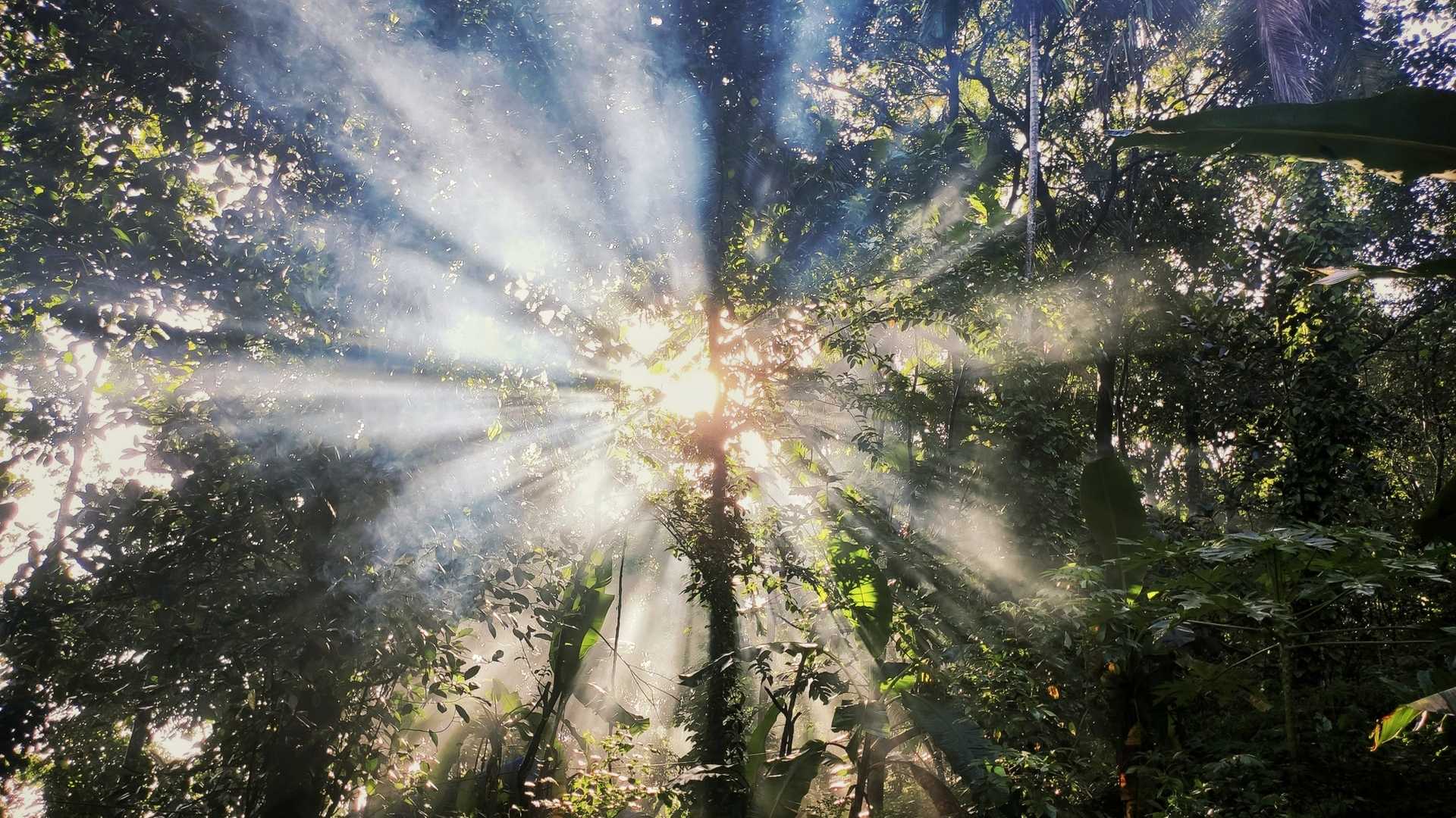 low angle photo of sun shining through the trees